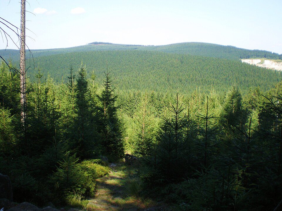 Strużnica - Czarnów