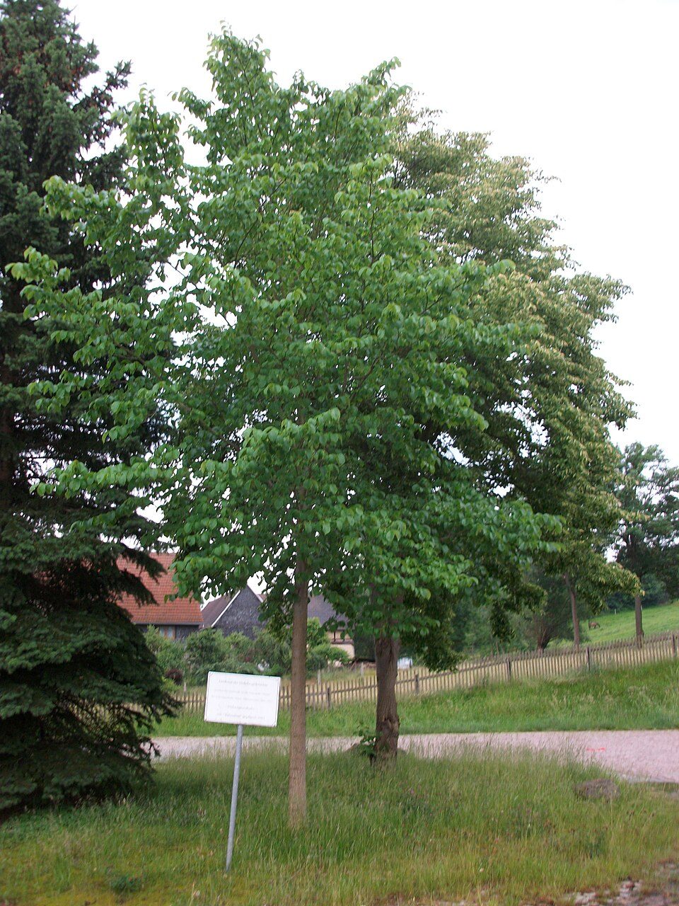 Ww Glauchau-Hartenstein