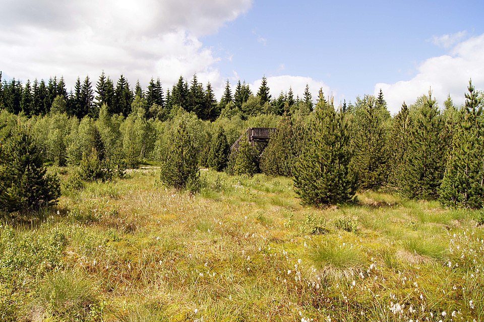 Mothäuser Heide