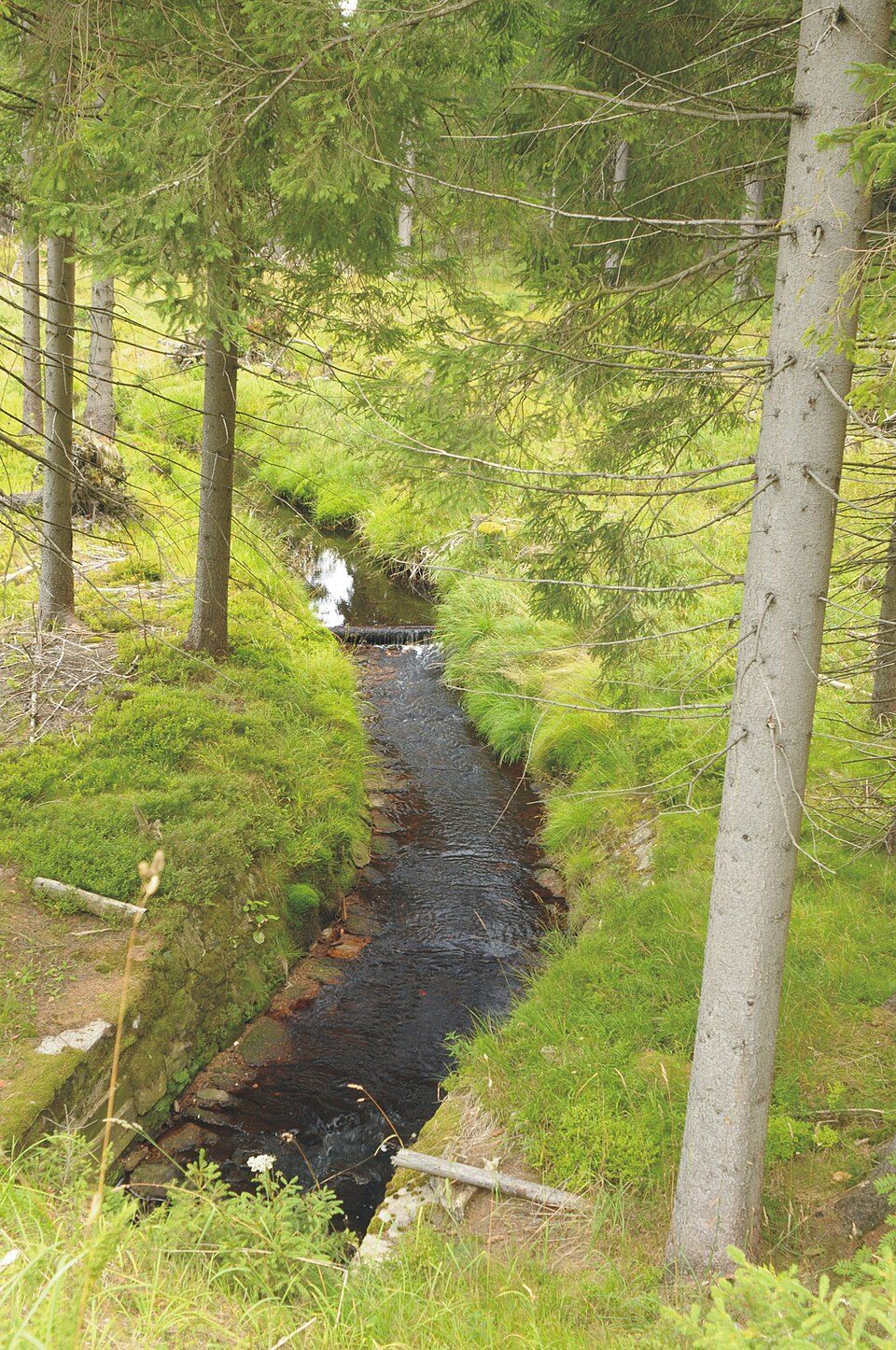 Rund um die Talsperre Carlsfeld