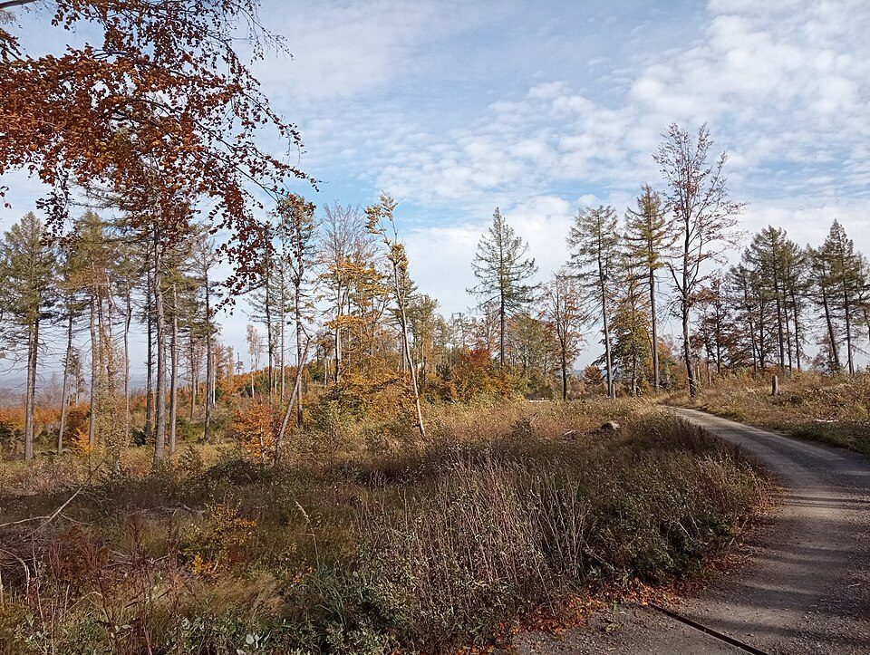 Grüner Punkt, Sebnitzer Wald