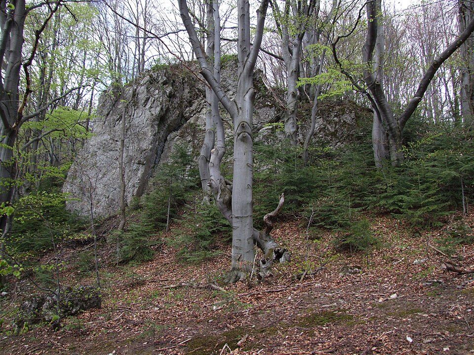 Czoło (Pieninen)