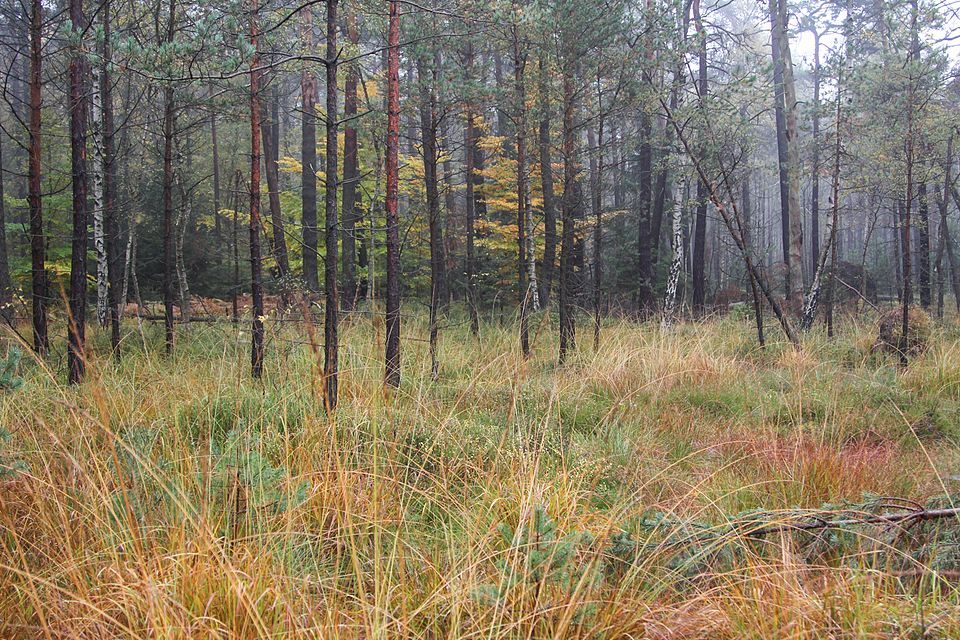 Čabel (přírodní rezervace)