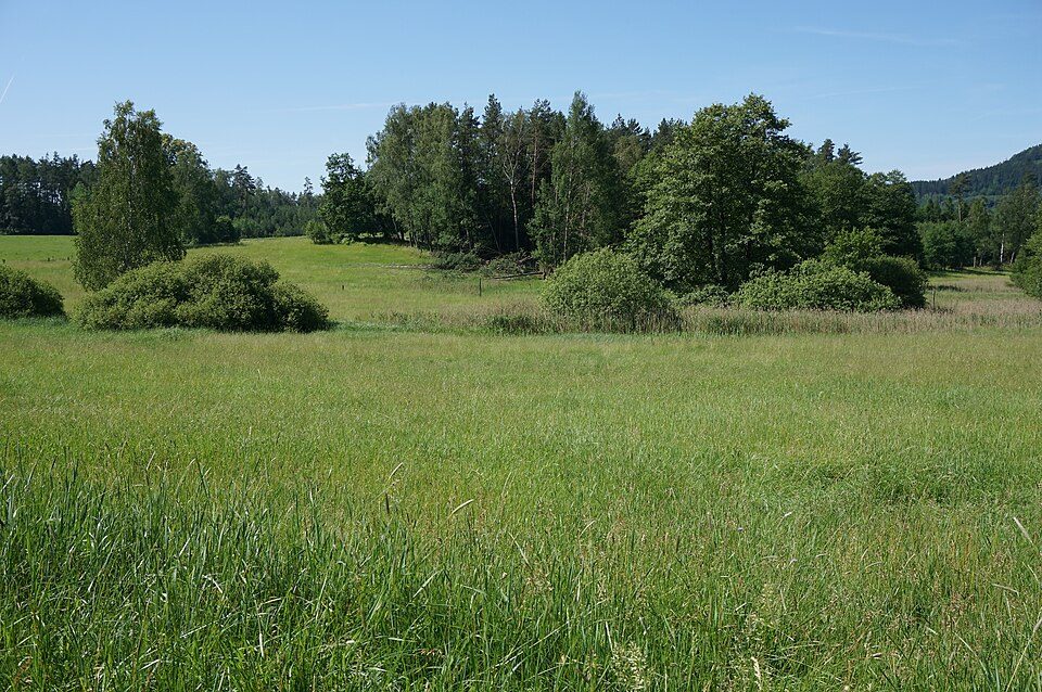Rašeliniště Mařeničky