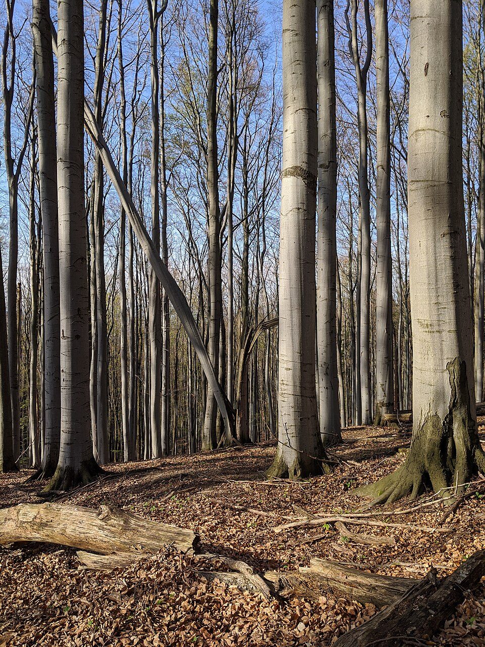 Karlovské bučiny