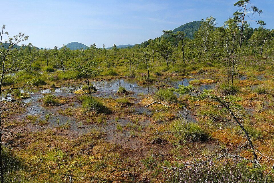 národní přírodní památka Swamp