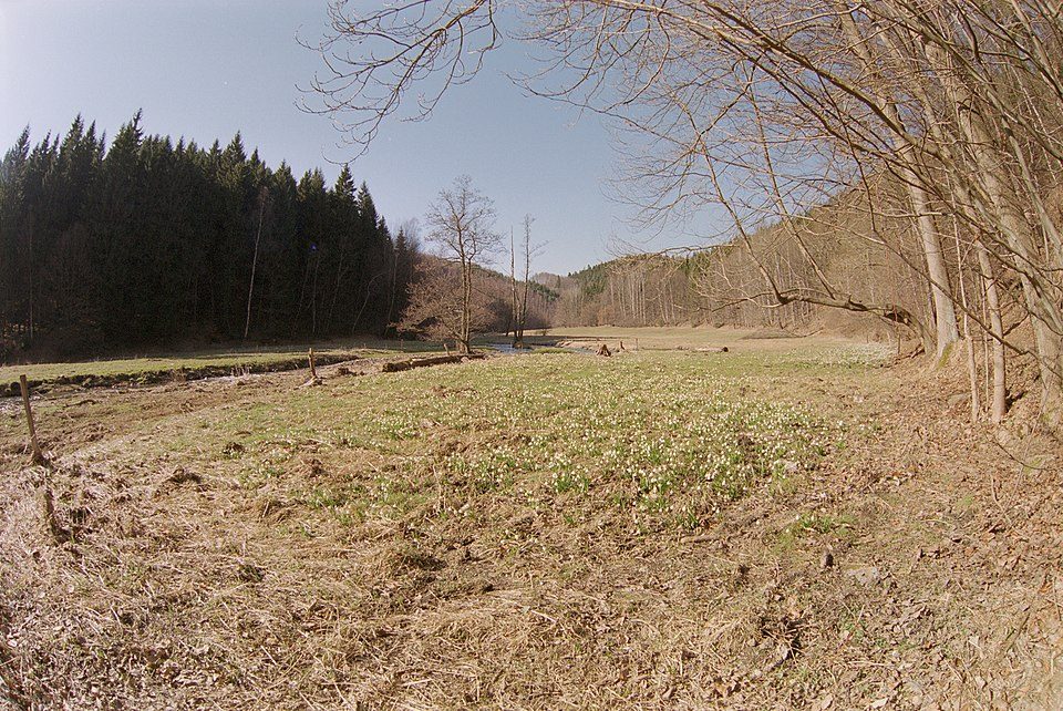 Märzenbecher-Rundweg Heeselicht
