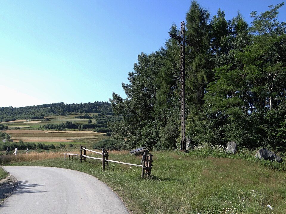 Cisy Raciborowskiego