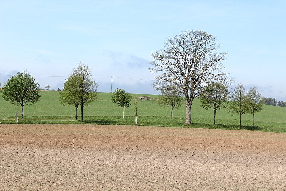 Niemojów - Bardo