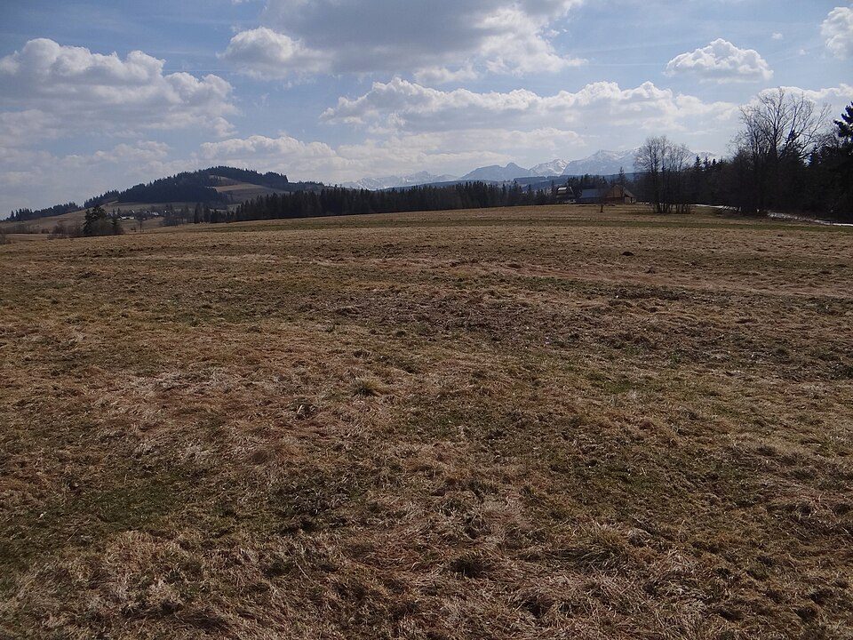 Ostrysz